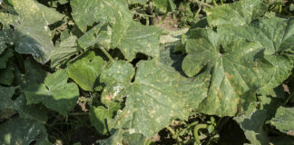 Nowy, opatentowany fungicyd do walki z chorobami grzybowymi i bakteryjnymi