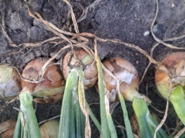 Stan krajowych plantacji cebuli