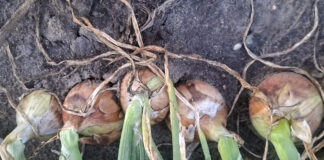 Stan krajowych plantacji cebuli