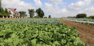 Kapusty z portfolio Syngenta na poletkach w Charsznicy (cz. III)