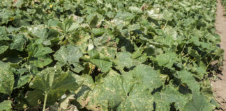 Choroby ogórka – aktualne preparaty w Programie Ochrony Roślin Warzywnych 2022
