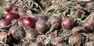 Czerwona cebula z przekroczeniem kadmu wycofana ze sklepów cebula czerwona