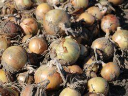 Cebulowa gorączka nabiera rozpędu – kilogram kosztuje więcej niż dniówka pracy