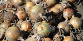 Cebulowa gorączka nabiera rozpędu – kilogram kosztuje więcej niż dniówka pracy