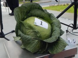 Najcięższa główka kapusty w Charsznicy 2021