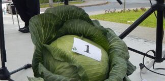 Najcięższa główka kapusty w Charsznicy 2021