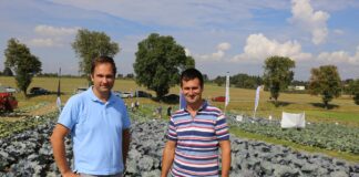 To był trudny rok w uprawie kapusty