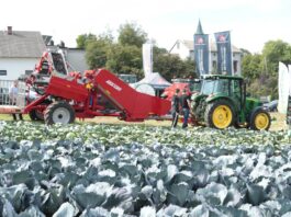 Kombajn do zbioru kapusty na pokazach – Charsznica 2021