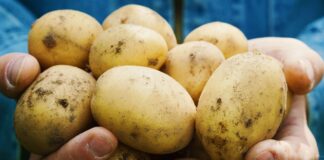 Corteva Agriscience – będzie miała w ofercie biofungicydy Rażąca nierównowaga w belgijskim sektorze ziemniaków