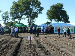 Cebula z włoską energią – FOTOGALERIA