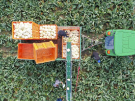 Nowoczesna uprawa kalafiorów i brokułów