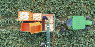 Kalafiory na przemysł. Co robić żeby zarobić?