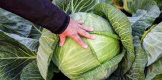 Ile może ważyć kapusta? Konkurs z nagrodami