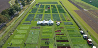 Fields of Innovation 2021 na niderlandzkiej ziemi (cz. I) – kalafiory i brokuły Fields of Innovation 2021