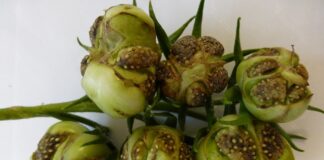 Wirusy w uprawach pomidora – badania prowadzone w Klinice Chorób Roślin IOR – PIB