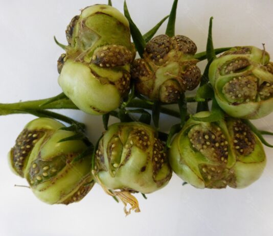 Wirusy w uprawach pomidora – badania prowadzone w Klinice Chorób Roślin IOR – PIB