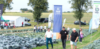 Kapusty z portfolio Bejo – Charsznica 2021