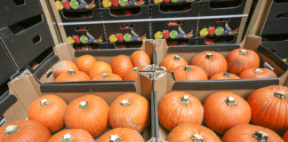 Dynia odmainy – rodzaje dyń. Sezon na dynie – makaronowa, piżmowe, malowane, Nelson, Gomez