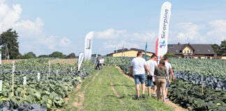 Kapusty dopasowane do oczekiwań plantatorów  – Charsznica 2021