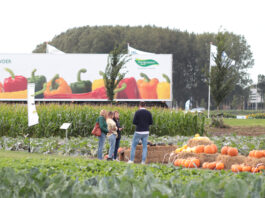 Nowości Sakaty na poletkach w Holandii