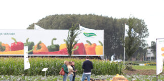 Nowości Sakaty na poletkach w Holandii