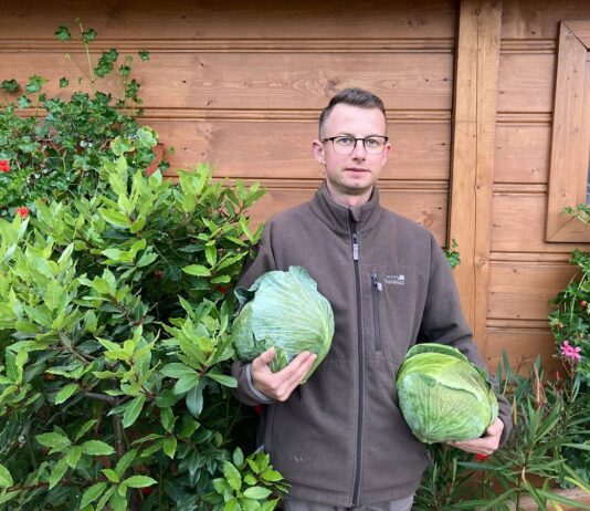 Sezon produkcji kapusty w ocenie plantatora