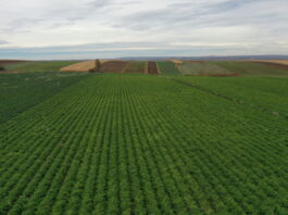 Nowości odmianowe z firmy Hazera