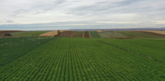 Nowości odmianowe z firmy Hazera