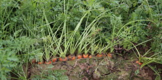 Kadm w marchwi – czy jest rozwiązanie?