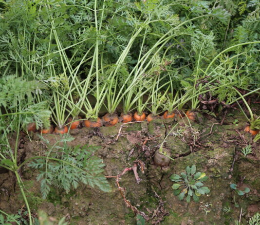 Kadm w marchwi – czy jest rozwiązanie?