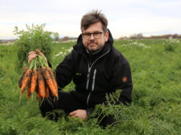 90-dniowa marchew z siewu lipcowego