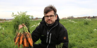 90-dniowa marchew z siewu lipcowego