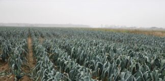 Cherokee F1 czy Oslo F1? Dobrze wybrać odmianę pora do uprawy