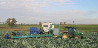 Jesienny brokuł Parthenon F1 do mechanicznego różyczkowania