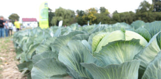 Ciekawa oferta kapust z firmy Takii Seed – Charsznica 2021