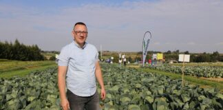 Kiła kapusty – jak zmniejszyć jej nasilenie?