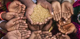 Kraje zagrożone brakiem żywności. Wszystkiemu winna pogoda