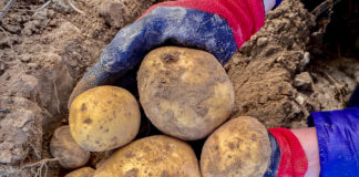 Ile waży największy ziemniak w Wielkopolsce