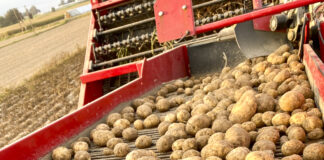 Zbiory ziemniaków w 2023 roku był mniejsze. Dlaczego?