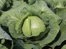 Deficyt kapusty białej i jej kolosalne ceny w Rosji