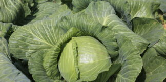 Deficyt kapusty białej i jej kolosalne ceny w Rosji