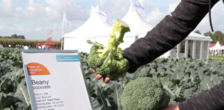 Dwie nowe odmiany brokułów z firmy Syngenta Beany F1