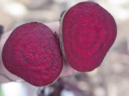 Popyt na buraka czerwonego – podsumowanie sezonu zbiór buraka ćwikłowego | warzywapolowe