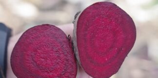 Popyt na buraka czerwonego – podsumowanie sezonu zbiór buraka ćwikłowego | warzywapolowe