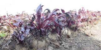 Duże podwyżki cen buraków w Rosji