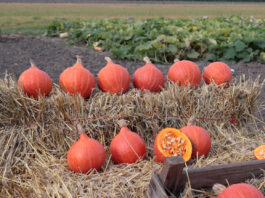 Buraczki, dynie, brokuły i cebule – nowe odmiany warzyw z Sakaty Dynia Colinky