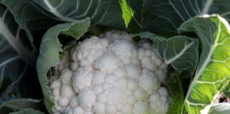 Kalafiory na sezon 2022 (cz. I) – holenderskie prezentacje firmy Syngenta Kalafior Syngenta