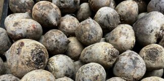 Bieżące ceny buraków. Grudzień 2021