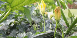 Odmiany cukinii – nie tylko łatwiejsze do zbioru