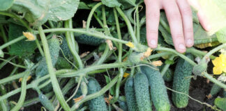 Uprawa ogórków – odmiany konwencjonalne czy partenokarpiczne partenokarpia